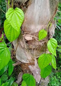 Betel Plant Paan
