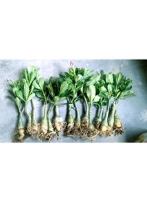 one Adenium plant without pot