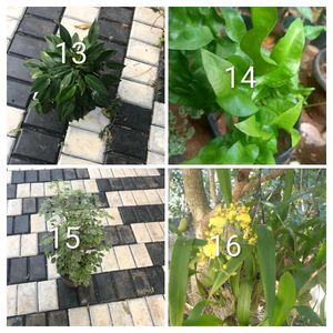 you can select 10 Live root plants