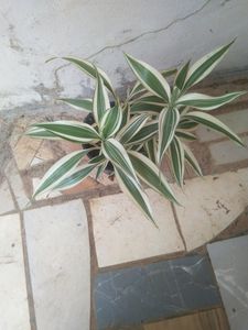 Lucky Bamboo