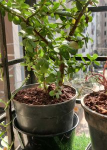 Portulacaria Afra