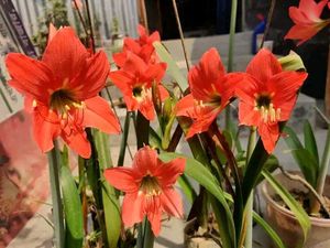Amaryllis Lilly Bulbs - Set Of 3