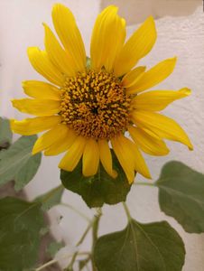 4 RunYellow Flowering Seeds Combo