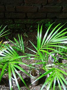 Areca Palm with Plastic Pot 1
