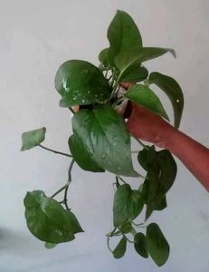 Set 2 Money &amp;Zabronics Plants