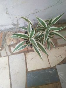 Lucky Bamboo