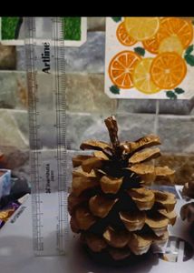 Natural Pinecone Pair