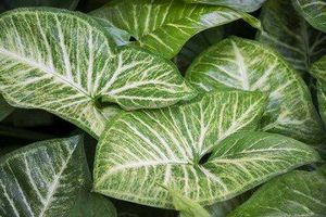 Indoor/Outdoor Plants