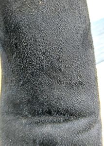 Suede leather Fentacia Mens Shoes