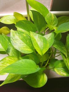 Golden Pothos Plant