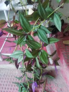 Pack 2 Arrowhead Zabronics plantS