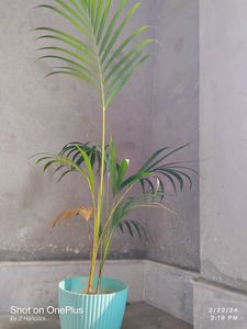 Areca Plam Tree