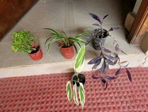 Set 4 Pandanus Veitchii& Never.&Purple Heart &ming