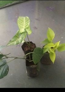 Monsoon Dhamaka Offer Combo 5 Indoor Live Plant