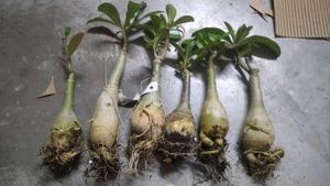 Adenium Live Plant