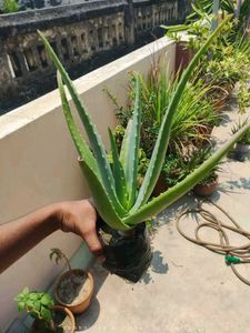 Aloe Vera (Aloe Barbadensis Miller)
