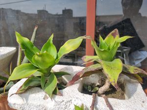 Combo Of 7 Ornamental Plants