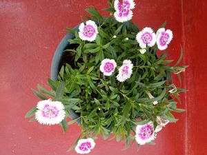 Sweet William