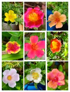 Portulaca , Moss Rose & Cindrella Cuttings
