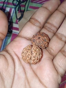 Rudraksha Shiv Ji 5 Mukhi With Vibhuti &Kala Dhaga
