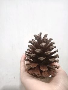 Pine Cone 🌲