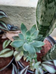 Live SUCCULENT Plant