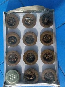 Loban &amp; Guggal Sambrani Cups