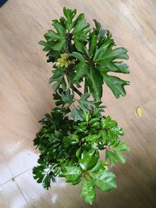 Arailia Bonsai