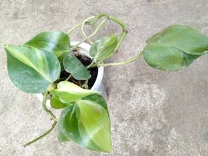Indoor Plant Collection