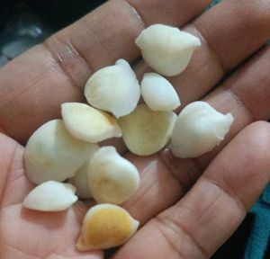 Machh Mani Stone मच्छ मणि