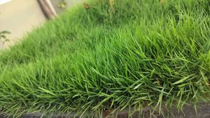 English Grass/Bermuda Grass