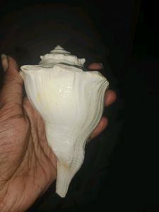 Valampuri Sangu , I Bought New So I&#39;m Selling This
