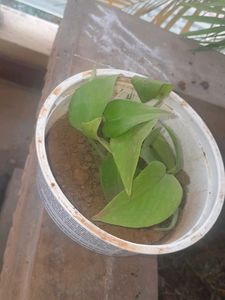 Real Rooted Pothos Plant Saplings, 5 in one