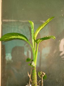 Diffenbachia [M]
