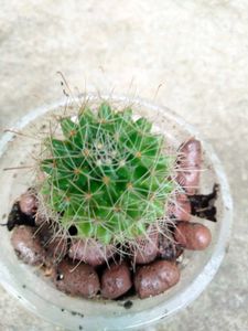 Assorted  Seccullents And Cactus