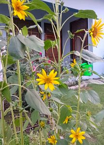 Sunflower Seeds + Freebies
