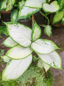 Dieffenbachia Plant
