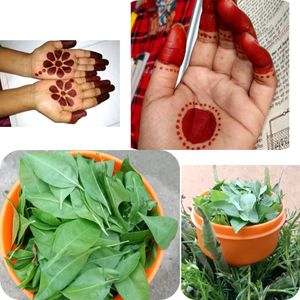 Henna Leaves ,Stems,Seeds Also Available Combo