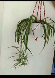 Spider Plant