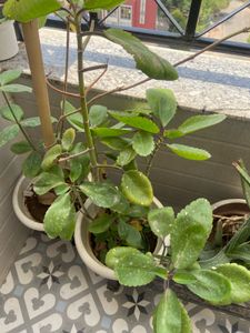 Pattarchatta Plant Sapling Cures Kidney Stone