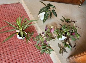 3 Set. Syngonium & Callisia & Zebronics Plants🪴