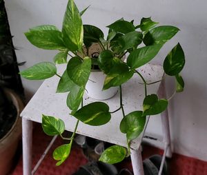 Set 2 Evergreen Money &amp; NeverNever Plants &amp; pot