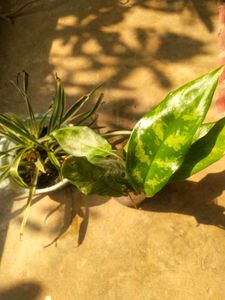 Combo Of 2 Tpye Show Plant With Healhty Root