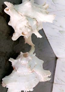 Original Shankha From Somnath Gujrat