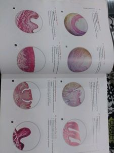 Histobook [ Neelkanth Kote]