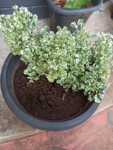 Plants For Sale