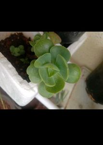 Rare Plant Combo11