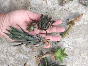 Succullent Plant(10 Different Types Of Plant Combo