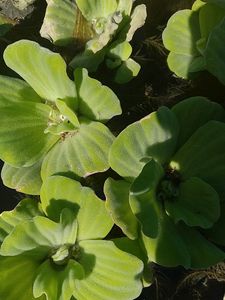 Water Lettuce/Pistiya Live Plants
