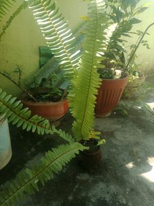 Fern  Plant